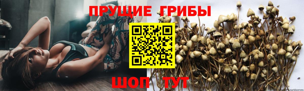 Псилоцибиновые грибы GOLDEN TEACHER Альметьевск